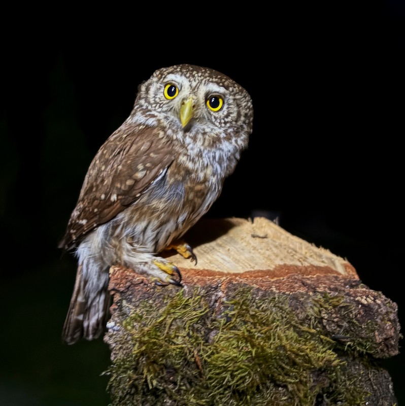 Sóweczka fot. Roman Kucharski