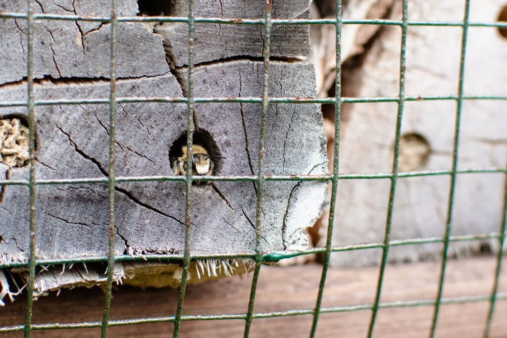 BioBlitz w Górznieńsko-Lidzbarskim Parku Krajobrazowym