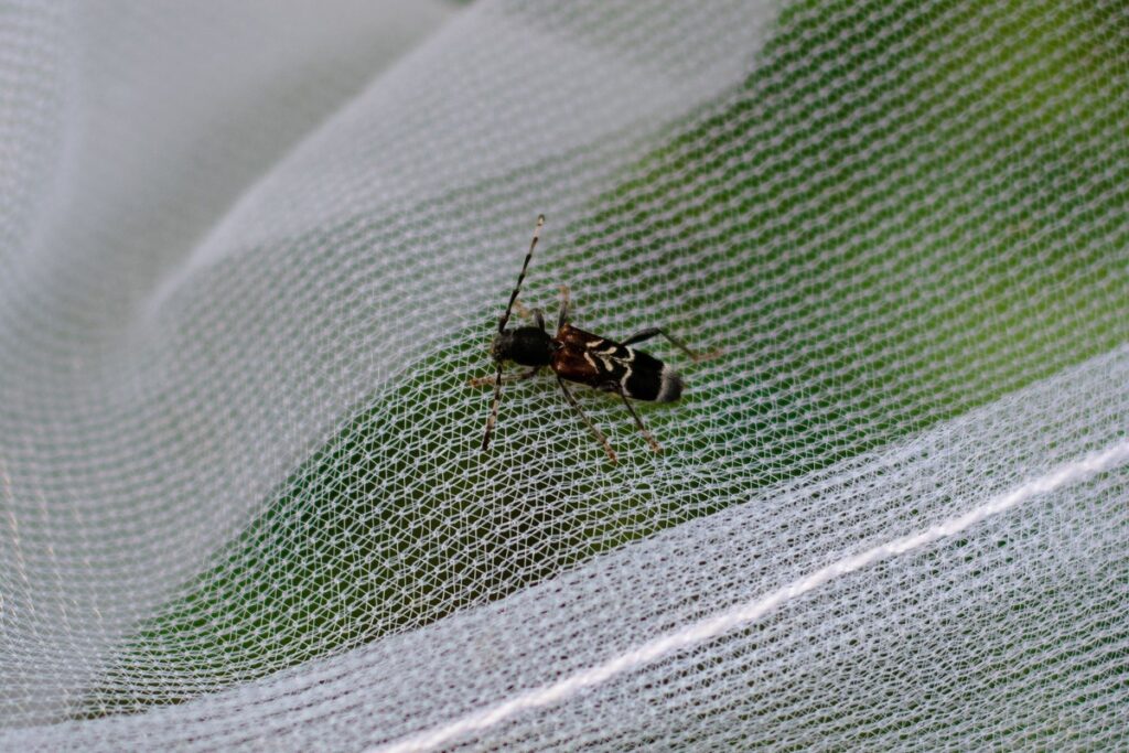BioBlitz w Górznieńsko-Lidzbarskim Parku Krajobrazowym