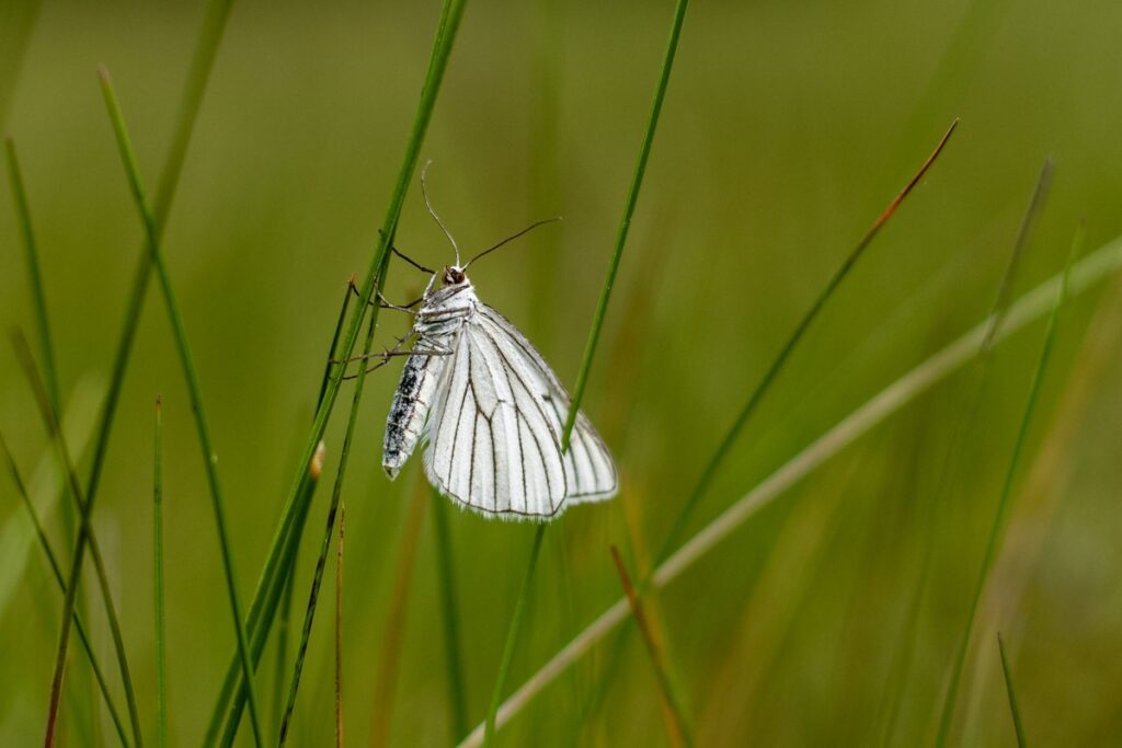 BioBlitz w Górznieńsko-Lidzbarskim Parku Krajobrazowym