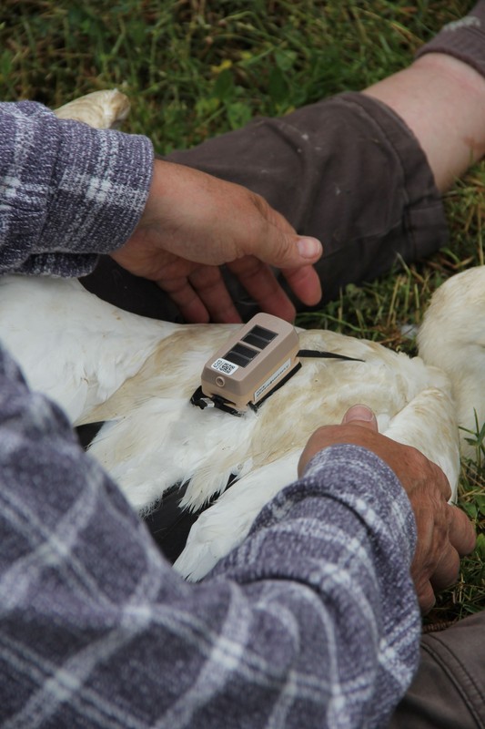 Zakładanie loggerów bocianom białym (fot. GLPK)