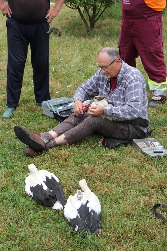 Zakładanie loggerów bocianom białym (fot. GLPK)