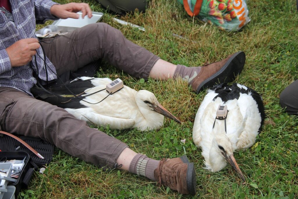 Zakładanie loggerów bocianom białym (fot. GLPK)