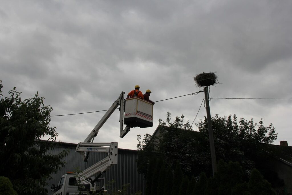 Zakładanie loggerów bocianom białym (fot. GLPK)