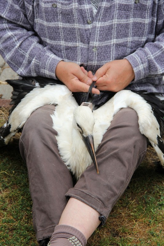 Zakładanie loggerów bocianom białym (fot. GLPK)