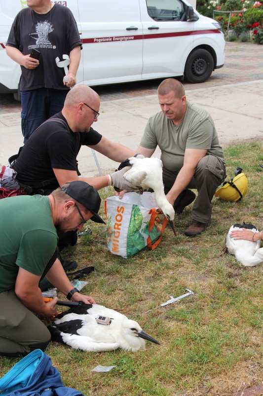 Zakładanie loggerów bocianom białym (fot. GLPK)