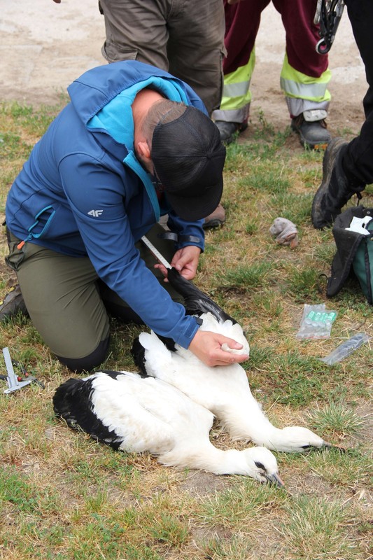 Zakładanie loggerów bocianom białym (fot. GLPK)
