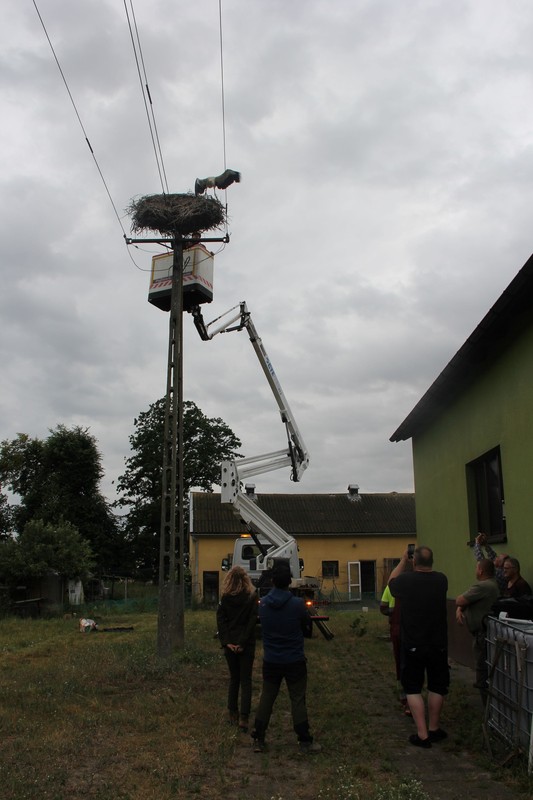 Zakładanie loggerów bocianom białym (fot. GLPK)