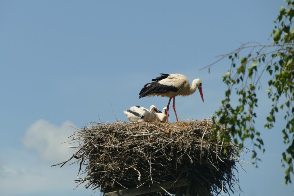 Jedno z gniazd w Krajeńskim Parku Krajobrazowym - Fot. K. Łebek