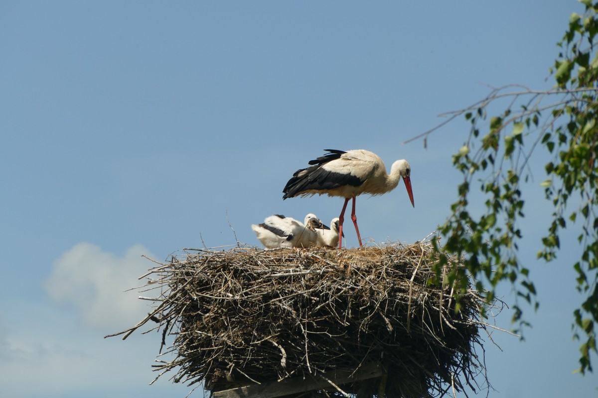 Jedno z gniazd w Krajeńskim Parku Krajobrazowym - Fot. K. Łebek