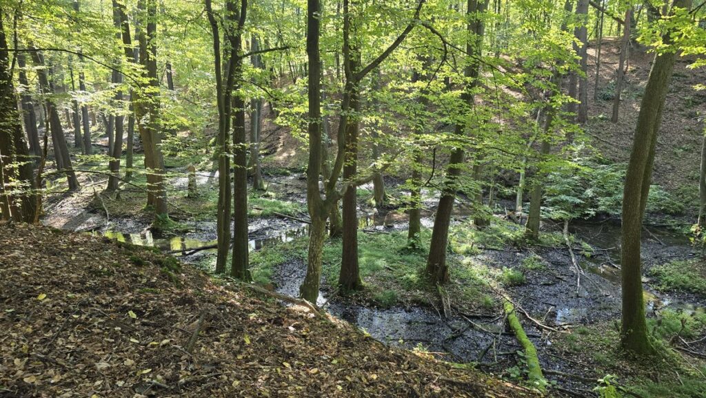 Rezerwat „Krępiec”, fot. Emilia Gołąb