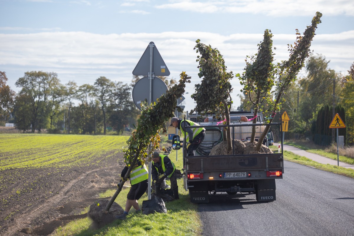 Tree planting along DW 553, Photo by Mikołaj Kuras for UMWKP
