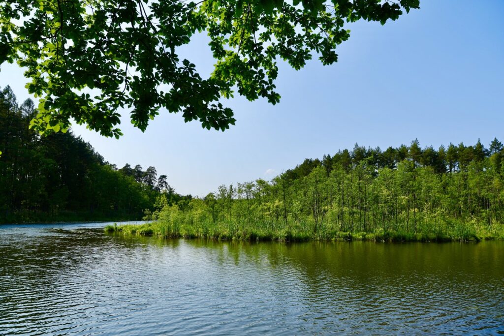 Brodnicki Landscape Park – Bobrowiska Educational Trail, photo by Andrzej Goiński, UMWKP