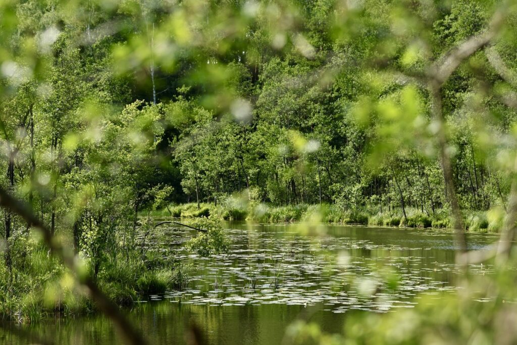 Brodnicki Landscape Park – Bobrowiska Educational Trail, photo by Andrzej Goiński, UMWKP