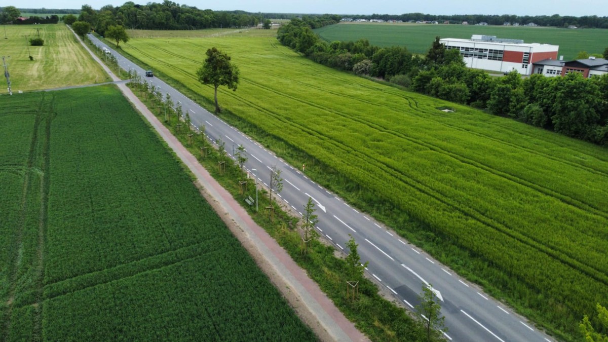 Plantings along provincial road DW 553, photo: ZDW