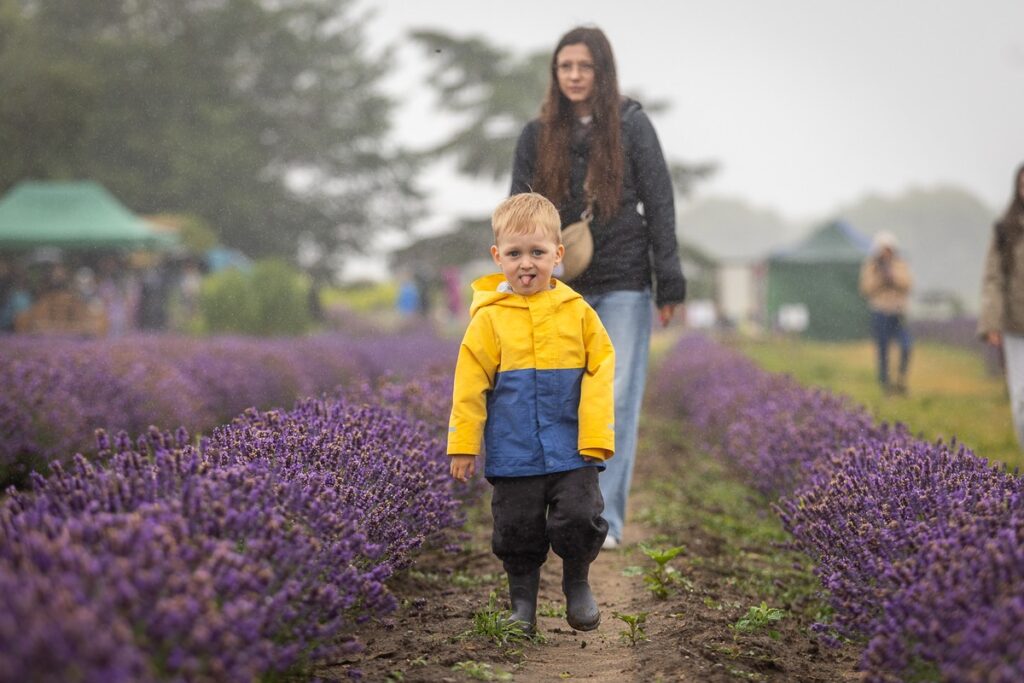 8th Lavender Festival in Kujawy, photo by Szymon Zdziebło, tarantoga.pl for UMWKP