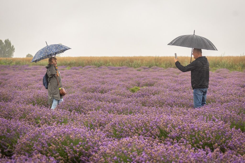 8th Lavender Festival in Kujawy, photo by Szymon Zdziebło, tarantoga.pl for UMWKP