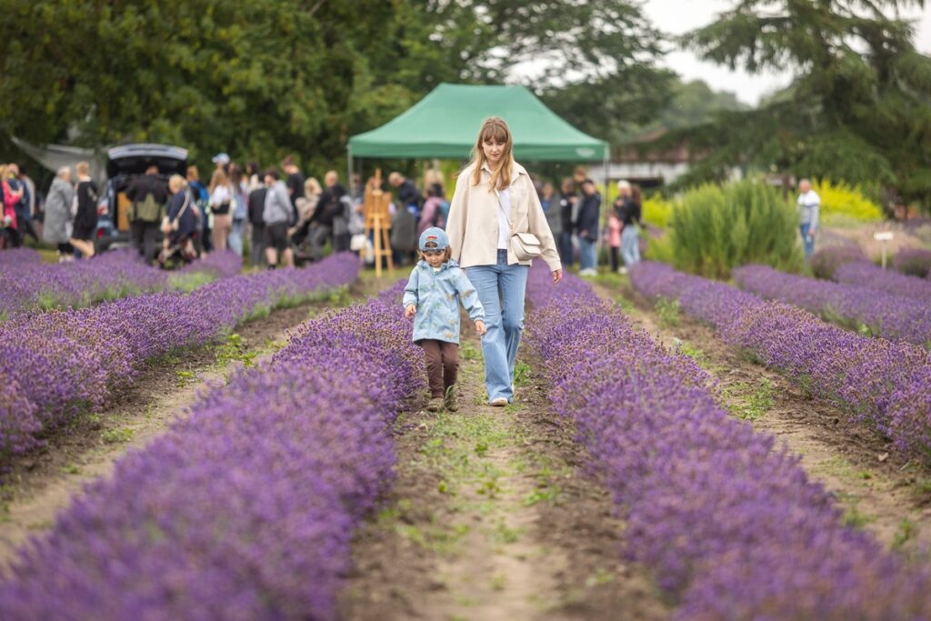 8th Lavender Festival in Kujawy, photo by Szymon Zdziebło, tarantoga.pl for UMWKP