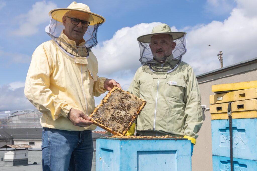 Miodobranie na dachu Urzędu Marszałkowskiego, fot. Mikołaj Kuras dla UMWKP