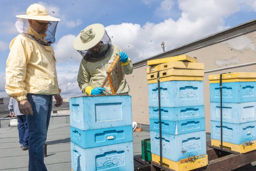 Miodobranie na dachu Urzędu Marszałkowskiego, fot. Mikołaj Kuras dla UMWKP