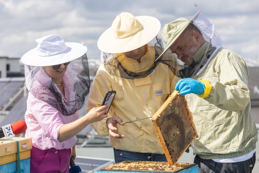 Miodobranie na dachu Urzędu Marszałkowskiego, fot. Mikołaj Kuras dla UMWKP
