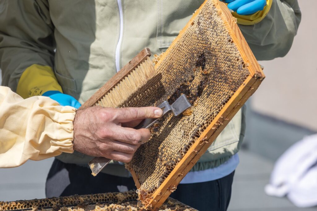Miodobranie na dachu Urzędu Marszałkowskiego, fot. Mikołaj Kuras dla UMWKP
