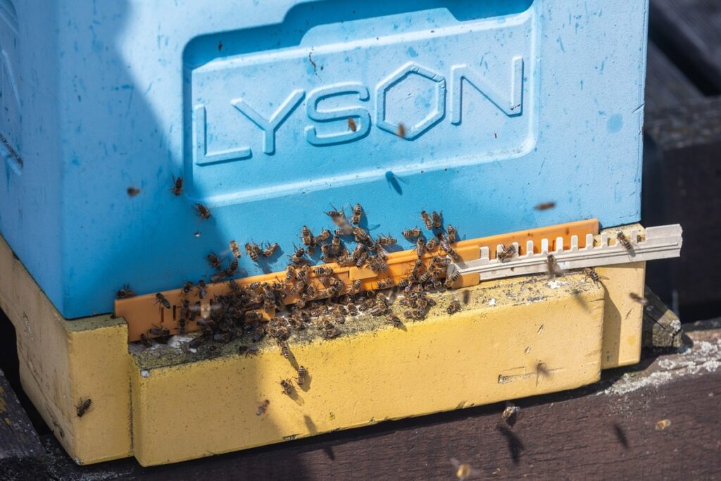 Miodobranie na dachu Urzędu Marszałkowskiego, fot. Mikołaj Kuras dla UMWKP