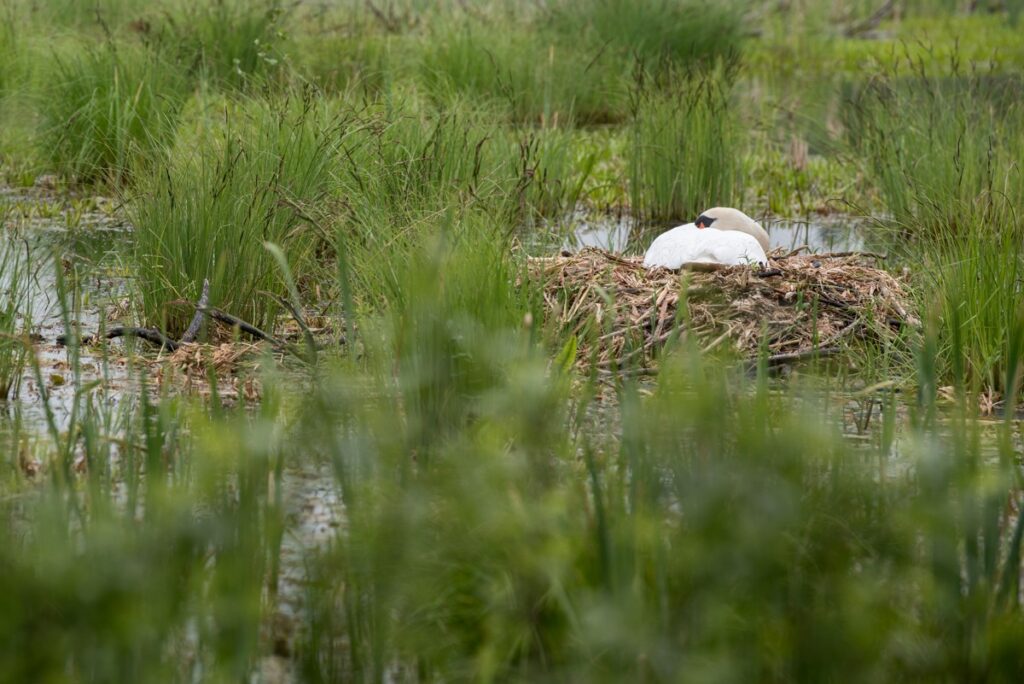 BRODNICKI LANDSCAPE PARK, photo by Łukasz Piecyk for UMWKP