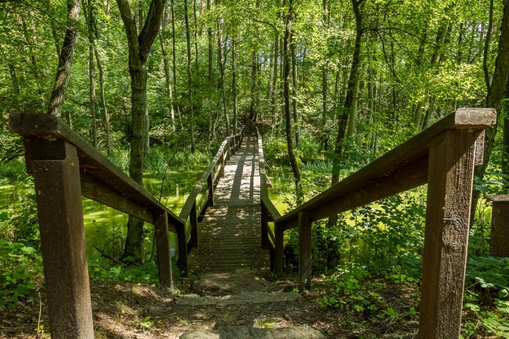 Tucholski Park Krajobrazowy, ścieżka edukacyjna Wyspa Jelenia, fot. Tomasz Czachorowski eventphoto.com.pl dla UMWKP
