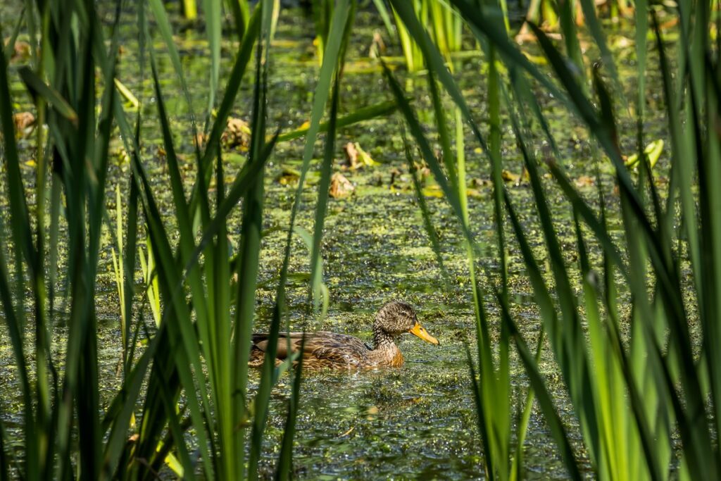 Tucholski Park Krajobrazowy, ścieżka edukacyjna Wyspa Jelenia, fot. Tomasz Czachorowski eventphoto.com.pl dla UMWKP