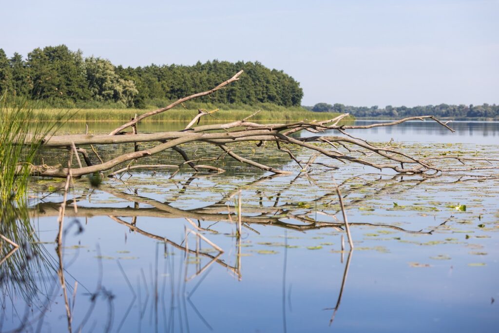 Nadgoplański Park Tysiąclecia, Fot. Mikołaj Kuras dla UMWKP Nadgoplański Millennium Landscape Park, photo by Mikołaj Kuras for the UMWKP
