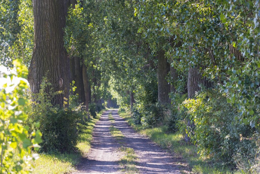 Nadgoplański Park Tysiąclecia, Fot. Mikołaj Kuras dla UMWKP Nadgoplański Millennium Landscape Park, photo by Mikołaj Kuras for the UMWKP