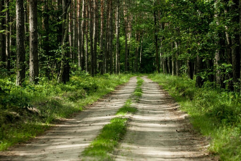 Górznieńsko-Lidzbarski Park Krajobrazowy, fot. Andrzej Goiński/UMWKP