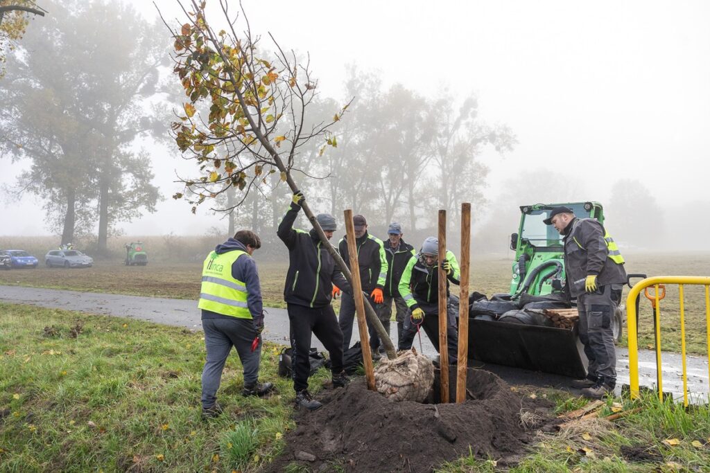 Nasadzenia wzdłuż DW 266, fot. Szymon Zdziebło/tarantoga.pl dla UMWKP