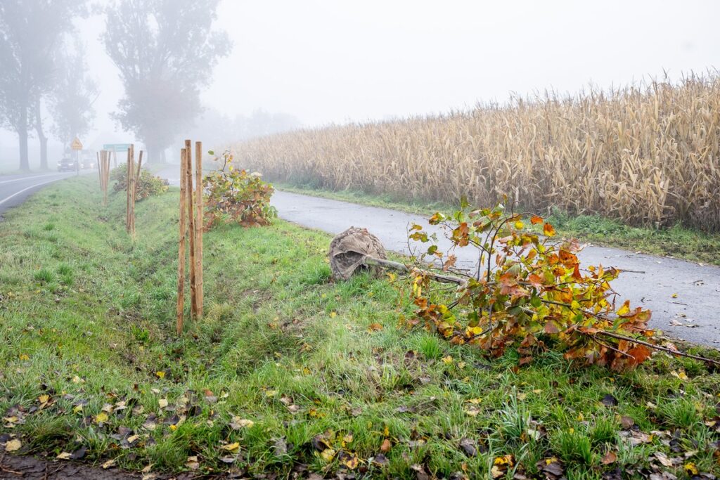 Nasadzenia wzdłuż DW 266, fot. Szymon Zdziebło/tarantoga.pl dla UMWKP