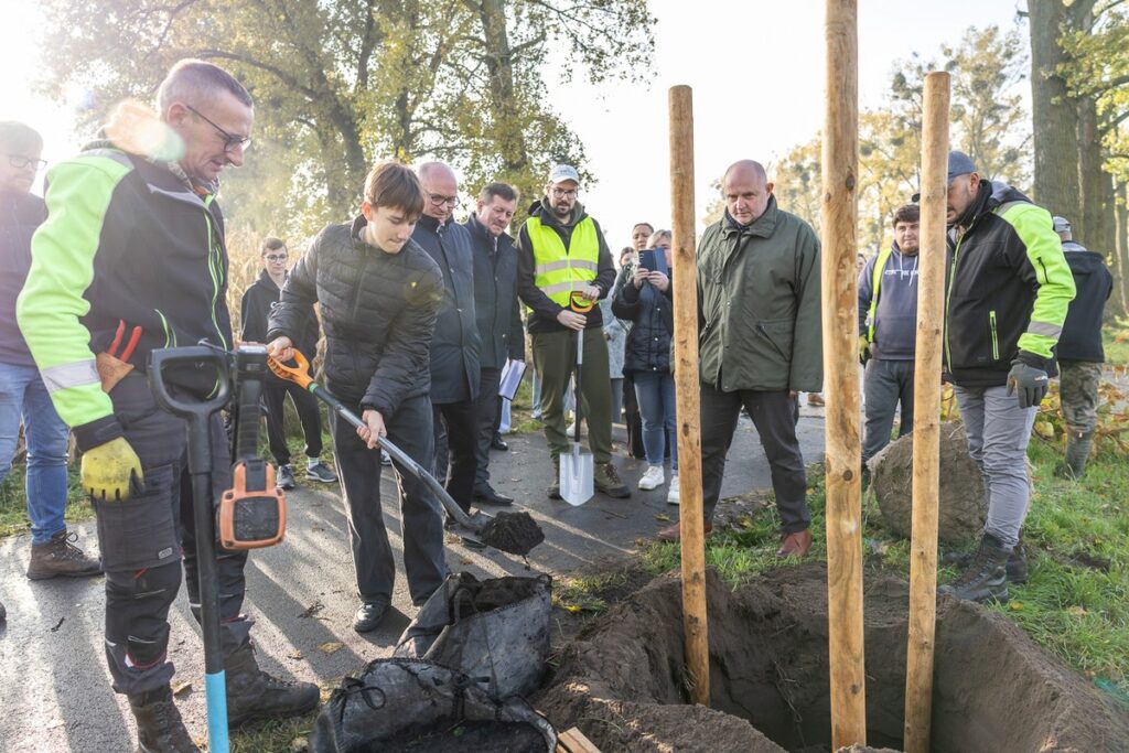 Nasadzenia wzdłuż DW 266, fot. Szymon Zdziebło/tarantoga.pl dla UMWKP