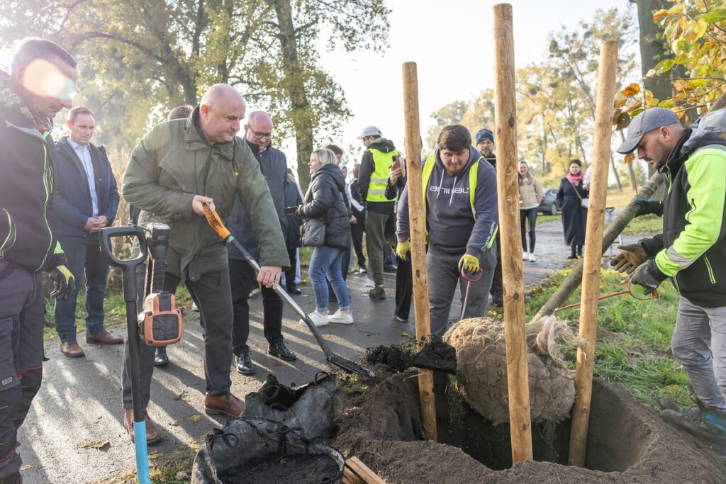 Nasadzenia wzdłuż DW 266, fot. Szymon Zdziebło/tarantoga.pl dla UMWKP