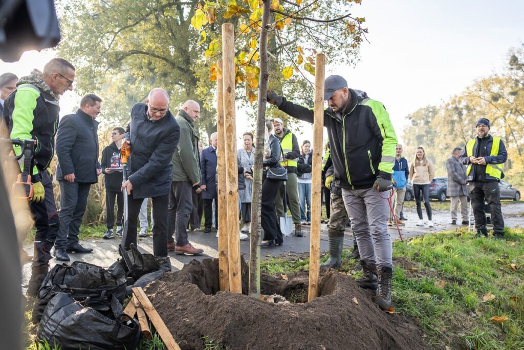 Nasadzenia wzdłuż DW 266, fot. Szymon Zdziebło/tarantoga.pl dla UMWKP