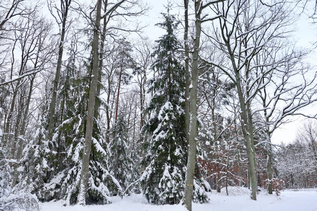 Wybór choinki w Leśnictwie Raciniewo, fot. Andrzej Goiński/UMWKP