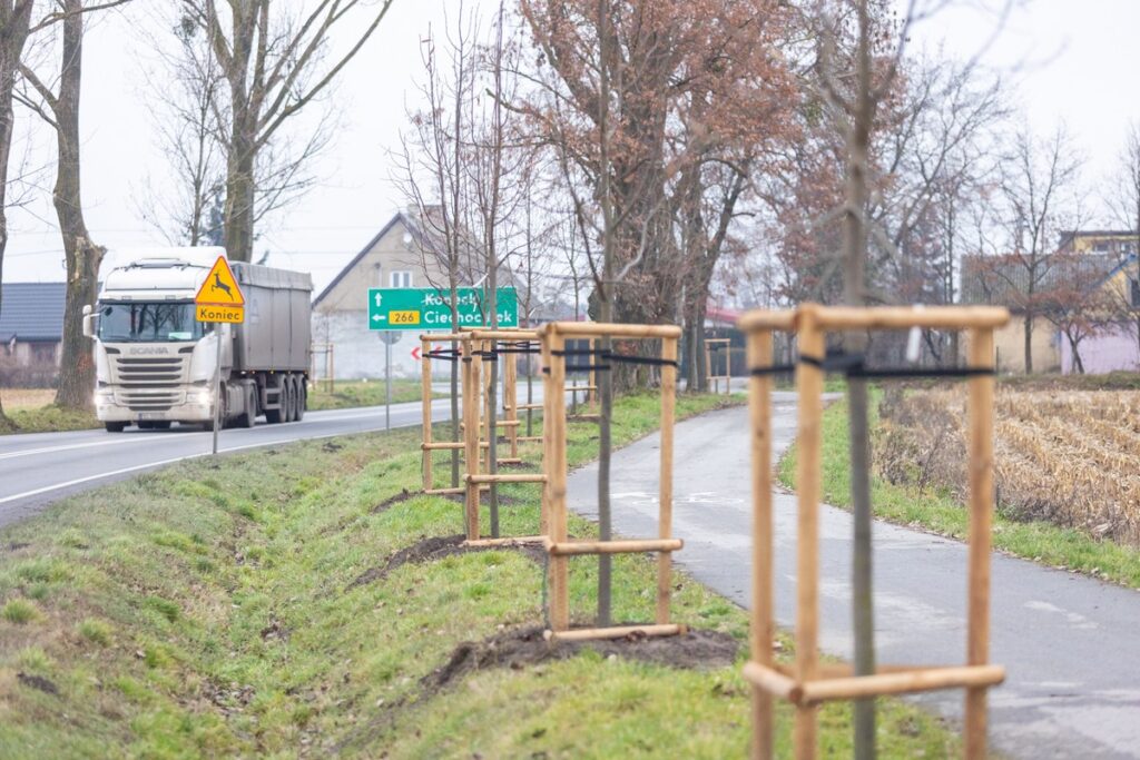 Aleja lipowa wzdłuż drogi wojewódzkiej nr 266 w powiecie aleksandrowskim, fot. Mikołaj Kuras dla UMWKP