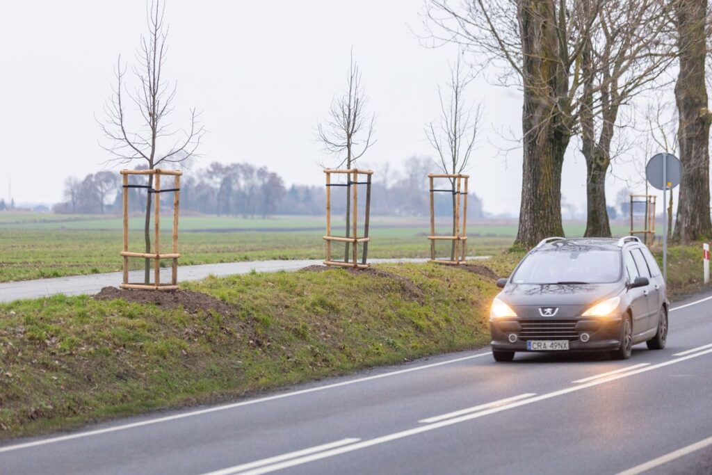Aleja lipowa wzdłuż drogi wojewódzkiej nr 266 w powiecie aleksandrowskim, fot. Mikołaj Kuras dla UMWKP