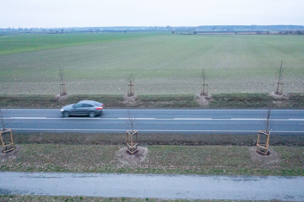 Aleja lipowa wzdłuż drogi wojewódzkiej nr 266 w powiecie aleksandrowskim, fot. Mikołaj Kuras dla UMWKP