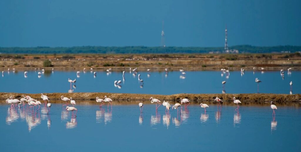 Marismas del Odiel