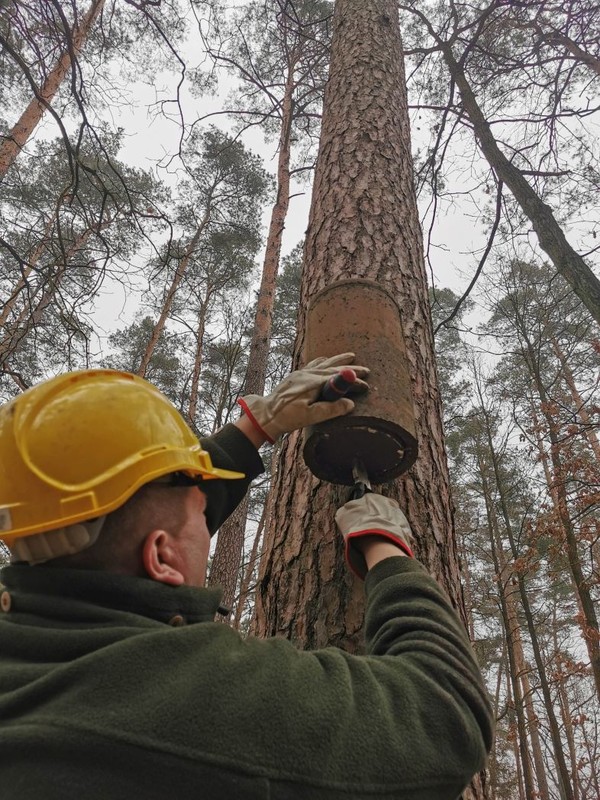 Kontrola budek dla nietoperzy (fot. GLPK)