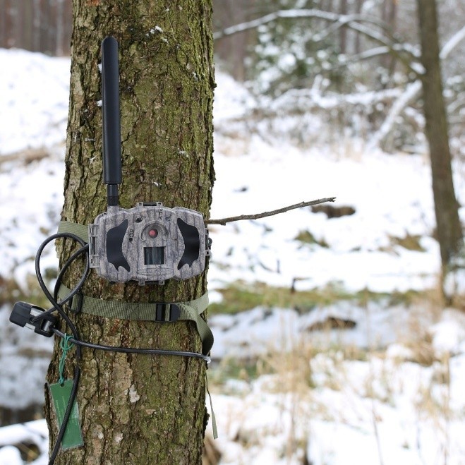 Fotopułapka fot. R. Borzyszkowski