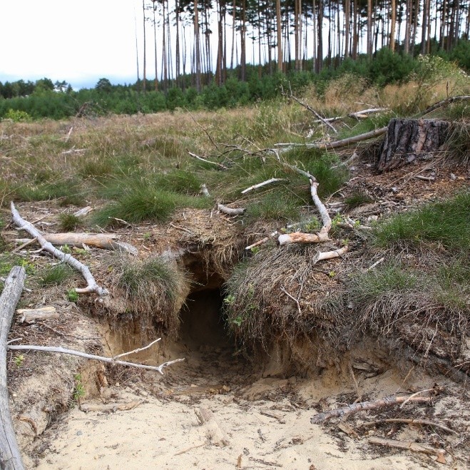 Wilcza nora fot. R. Borzyszkowski