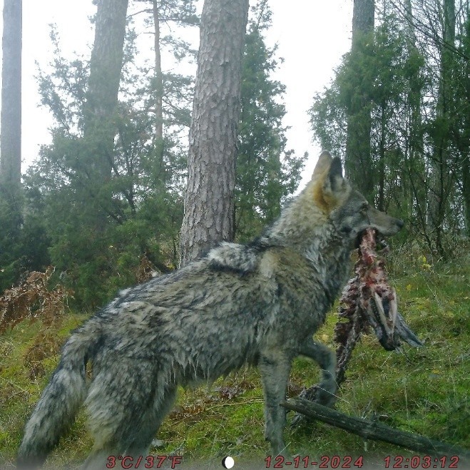 Wilk szary kamera TPK