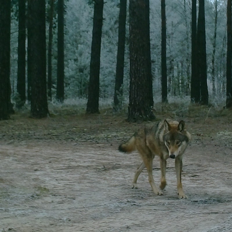 Wilk szary kamera TPK