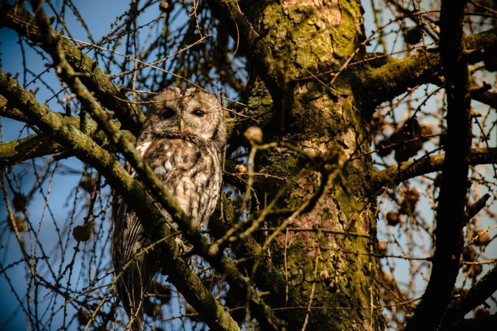 Czynna ochrona ptaków (fot. GLPK)