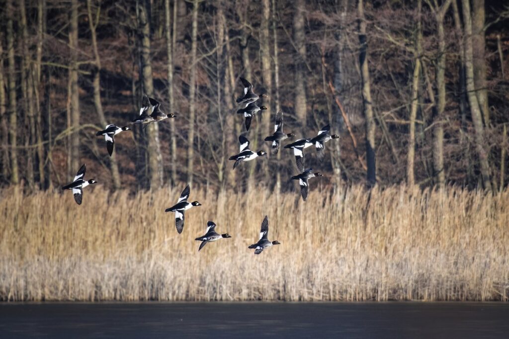 Czynna ochrona ptaków (fot. GLPK)